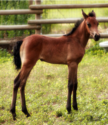 mangalarga marchador filly photo by Donna Dean